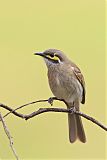 Yellow-faced Honeyeater